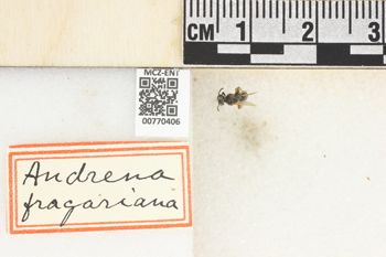 Media type: image;   Entomology 770406 Aspect: Labels